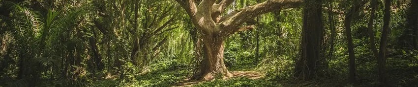 Tuatha dé Danann Wicca